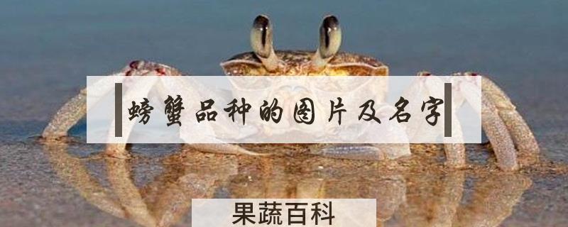 螃蟹品种的图片及名字