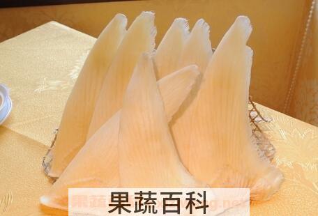 鱼翅的食用禁忌 吃鱼翅要注意哪些