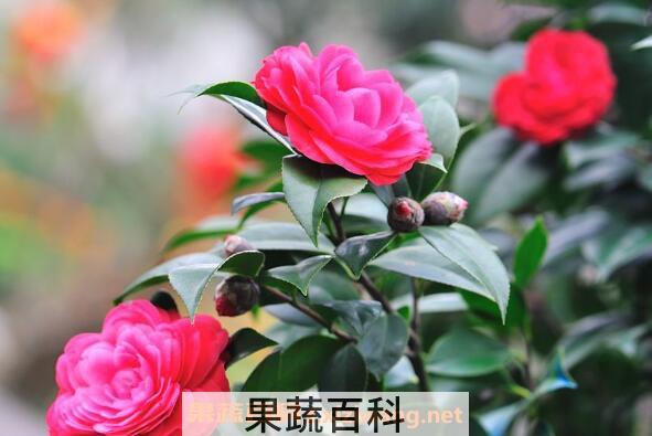 茶花怎么养 茶花的养殖方法