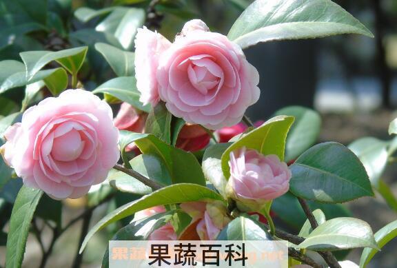 茶花怎么养 茶花的养殖方法