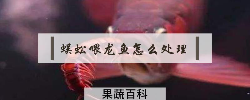 蜈蚣喂龙鱼怎么处理