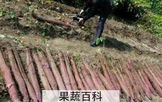 紫玉淮山的功效与作用
