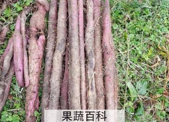 紫玉淮山的功效与作用