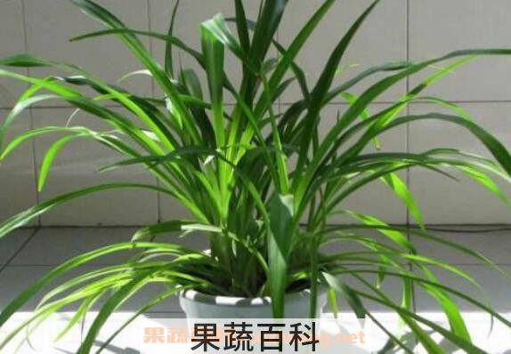 吊兰的养殖方法及注意事项