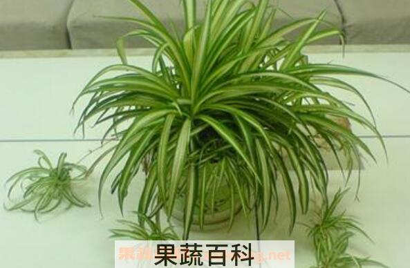 吊兰的养殖方法及注意事项