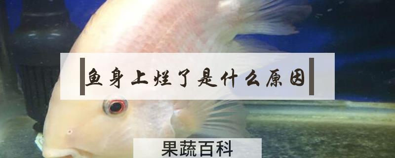 鱼身上烂了是什么原因