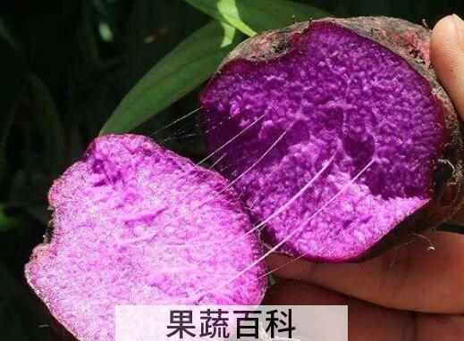 紫大薯的功效与作用
