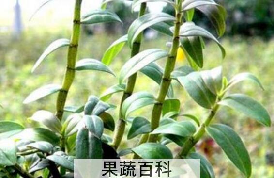 石斛对男人的功效