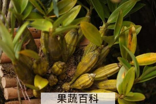 石斛对男人的功效