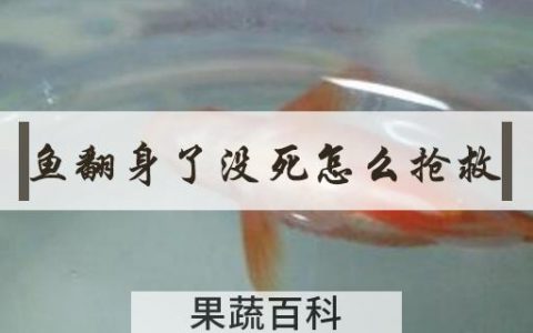 鱼翻身了没死怎么抢救