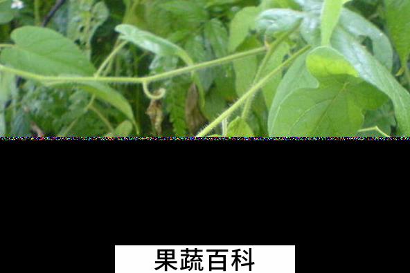 果蔬百科白英的功效与作用