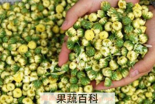 胎菊的功效与作用