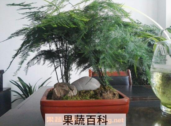 文竹叶子发黄怎么办 文竹变黄了还能恢复吗