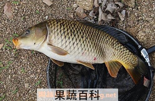 草鱼和鲤鱼的区别