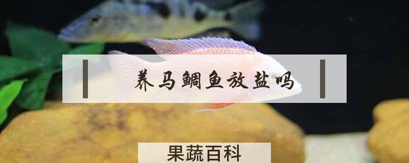 养马鲷鱼放盐吗