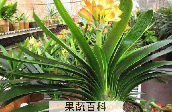 君子兰怎么养  君子兰的养殖方法和注意事项