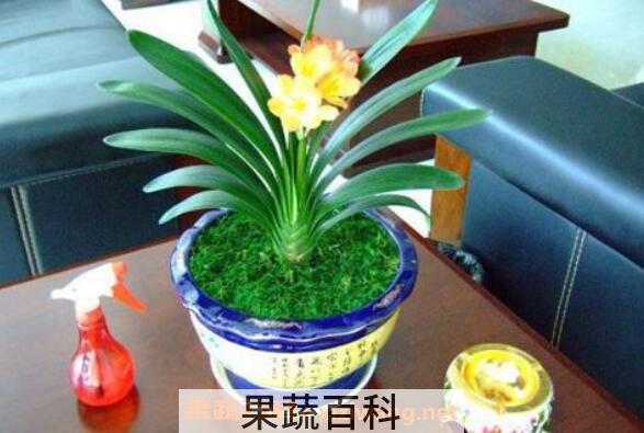 君子兰怎么养  君子兰的养殖方法和注意事项