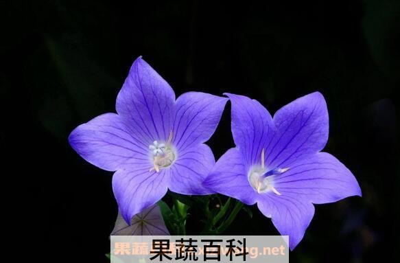 桔梗花图片 桔梗花的养殖方法和注意事项