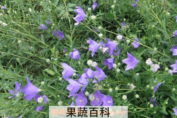 桔梗花图片 桔梗花的养殖方法和注意事项
