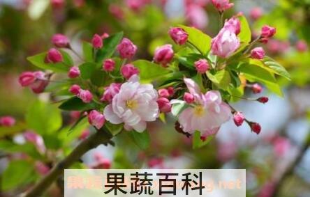 海棠花粉过敏