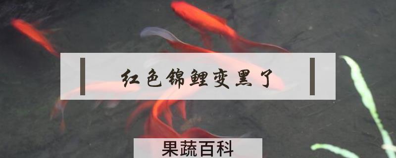红色锦鲤变黑了