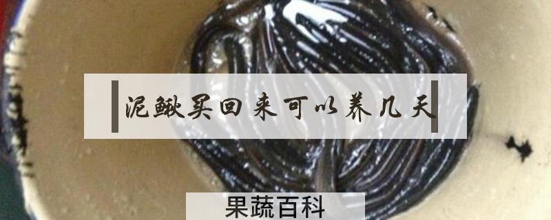 泥鳅买回来可以养几天