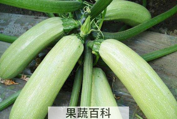西胡瓜的功效与作用及禁忌