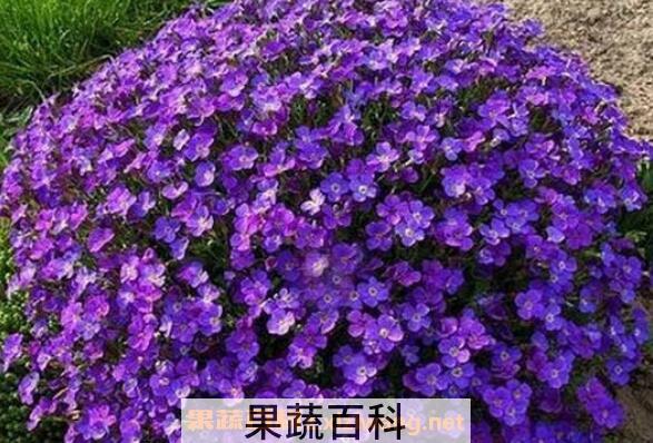 蓝庭芥怎么养殖 蓝庭芥的养殖方法和注意事项