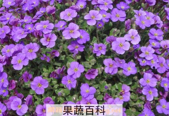 蓝庭芥怎么养殖 蓝庭芥的养殖方法和注意事项
