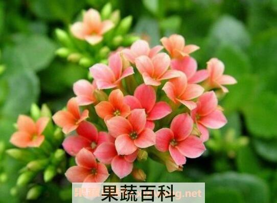 长寿花怎么养 长寿花的养殖方法和注意事项