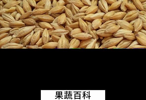 果蔬百科大麦的功效与作用