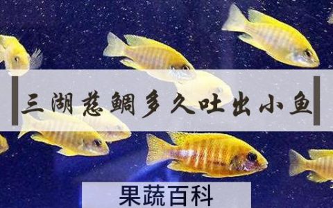三湖慈鲷多久吐出小鱼