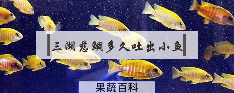 三湖慈鲷多久吐出小鱼