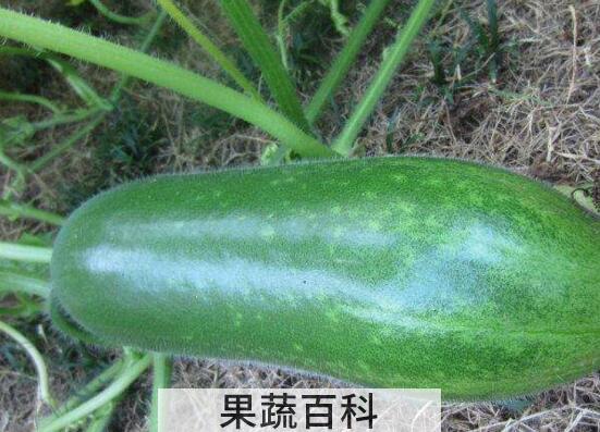冬瓜藤的功效与作用及禁忌