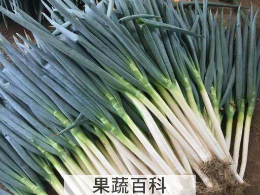 五叶齐大葱怎么样 五叶齐大葱怎么吃