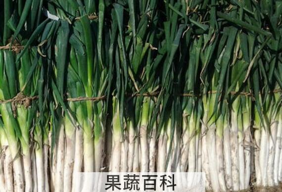 五叶齐大葱怎么样 五叶齐大葱怎么吃
