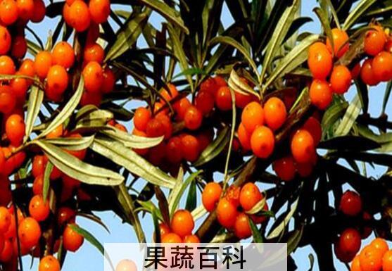 沙棘果对女人功效与作用