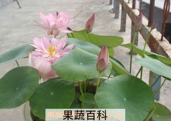碗莲怎么养  碗莲的种植方法及注意事项