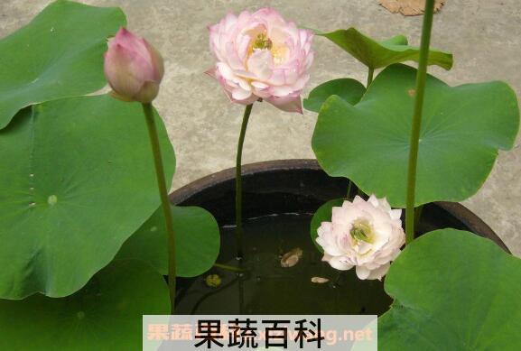 碗莲怎么养  碗莲的种植方法及注意事项