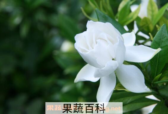 栀子花如何养殖 栀子花的养殖方法技巧