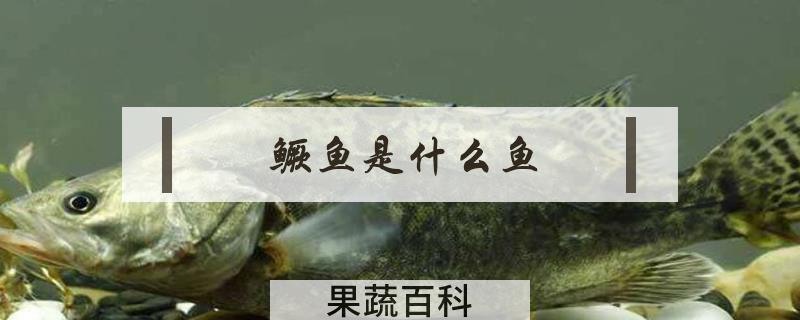 鳜鱼是什么鱼