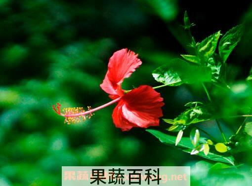 扶桑花扦插繁殖的方法