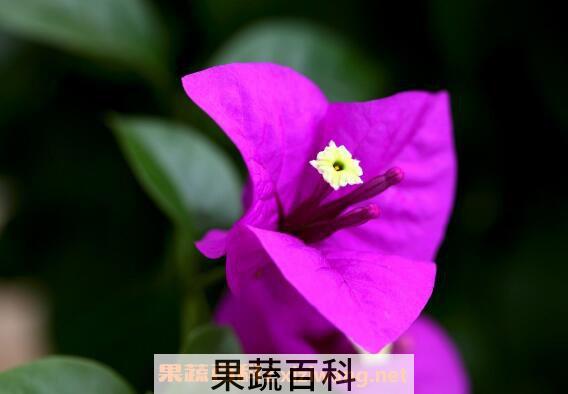 三角梅怎么养 三角梅的养殖方法和注意事项