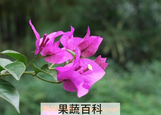 三角梅怎么养 三角梅的养殖方法和注意事项