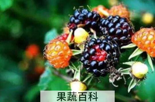 黑泡果的功效与作用 黑泡果的药用价值