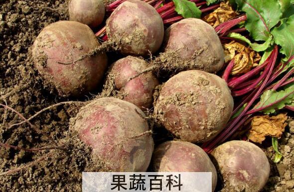 红芥菜的功效与作用 吃红芥菜的好处有哪些