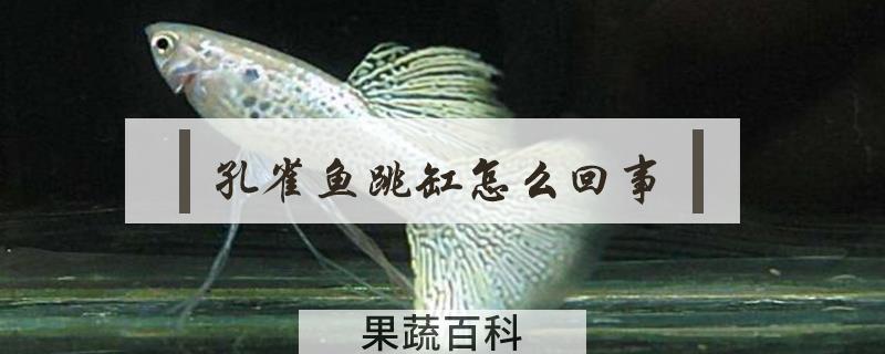 孔雀鱼跳缸怎么回事
