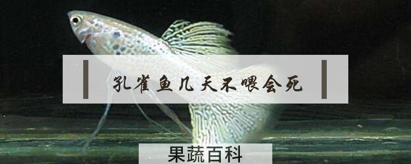 孔雀鱼几天不喂会死