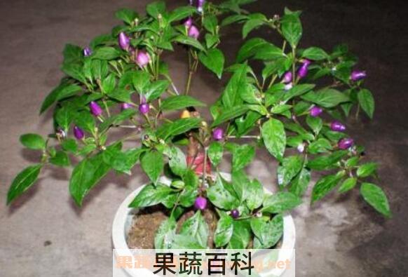 盆栽木槿花如何养 盆栽木槿花养殖方法