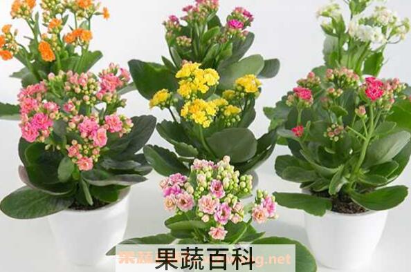 盆栽木槿花如何养 盆栽木槿花养殖方法